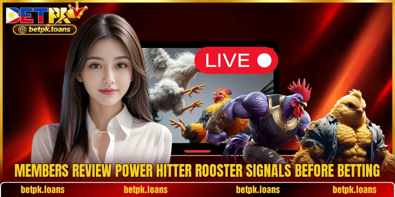 Members review Power Hitter Rooster signals before betting